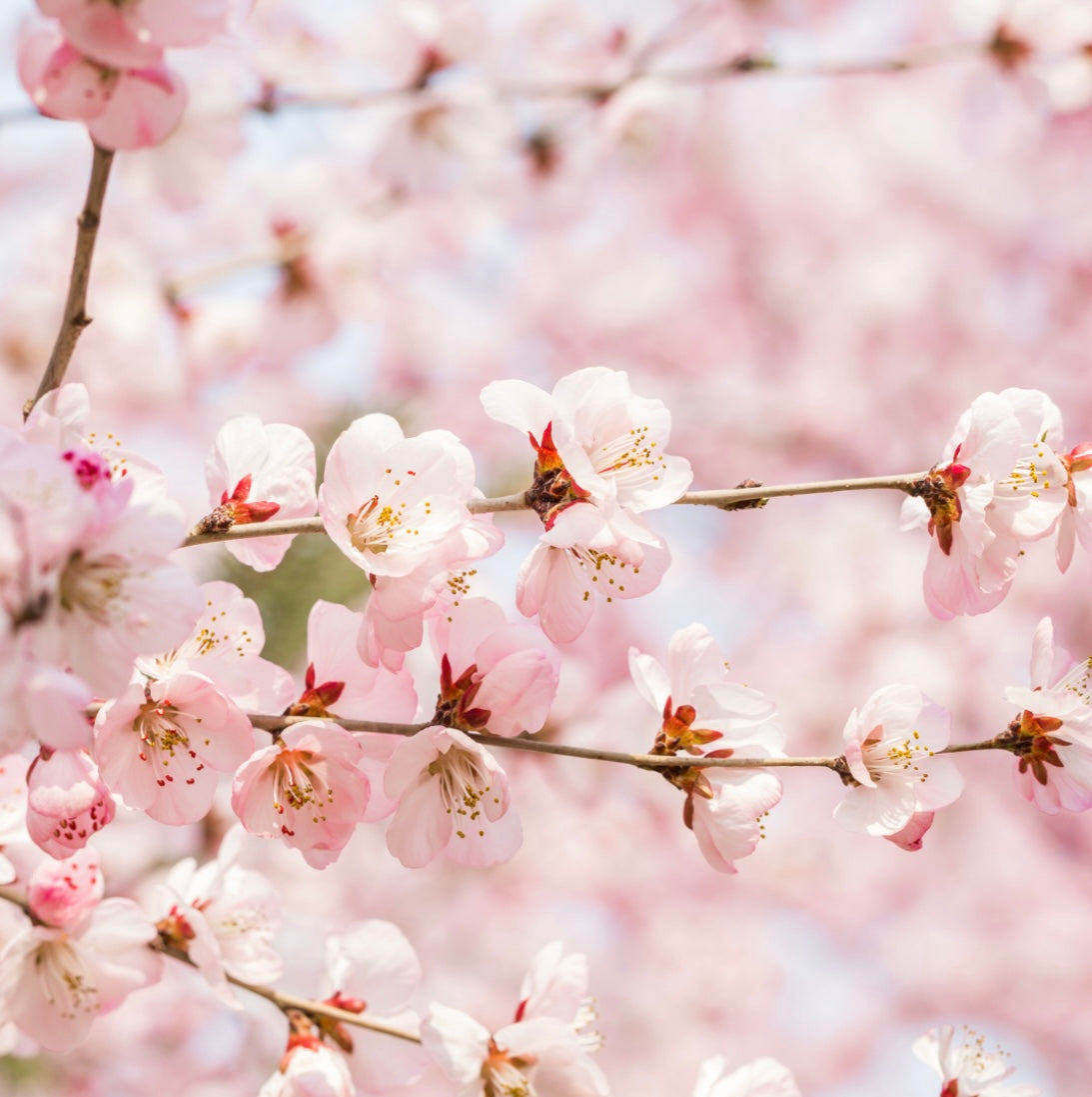 Peach Magnolia