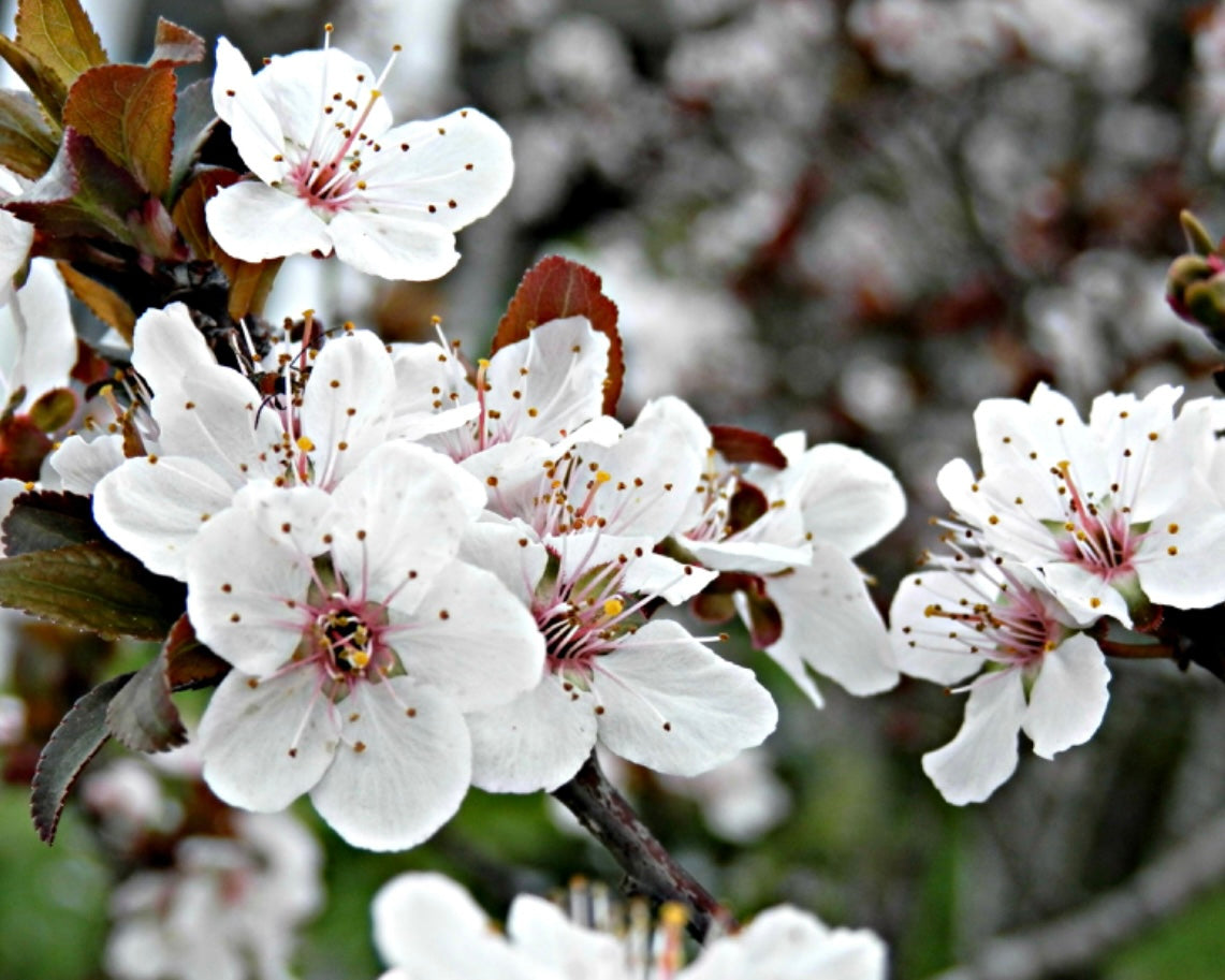 Sugarplum Blossom