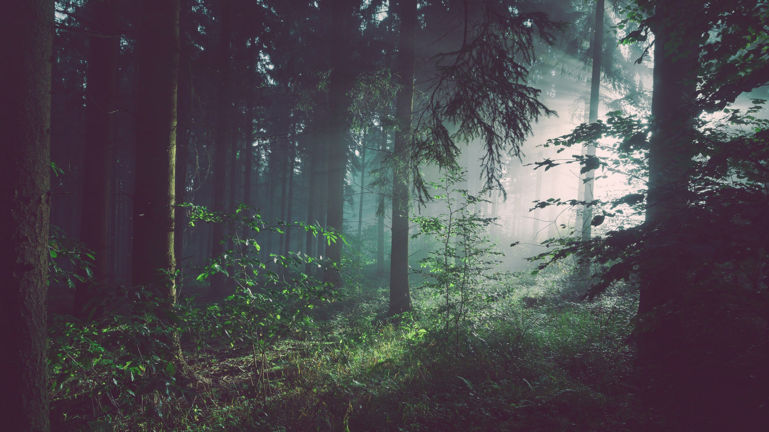 Woodsy Scents