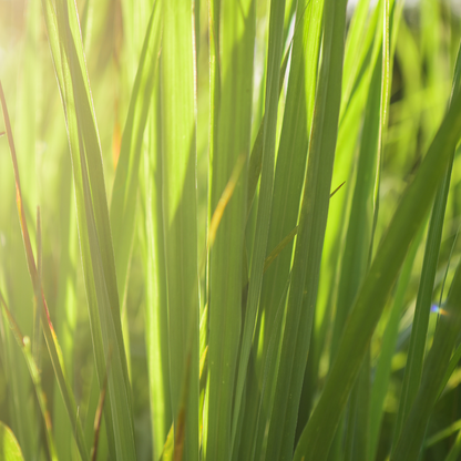 Lemongrass