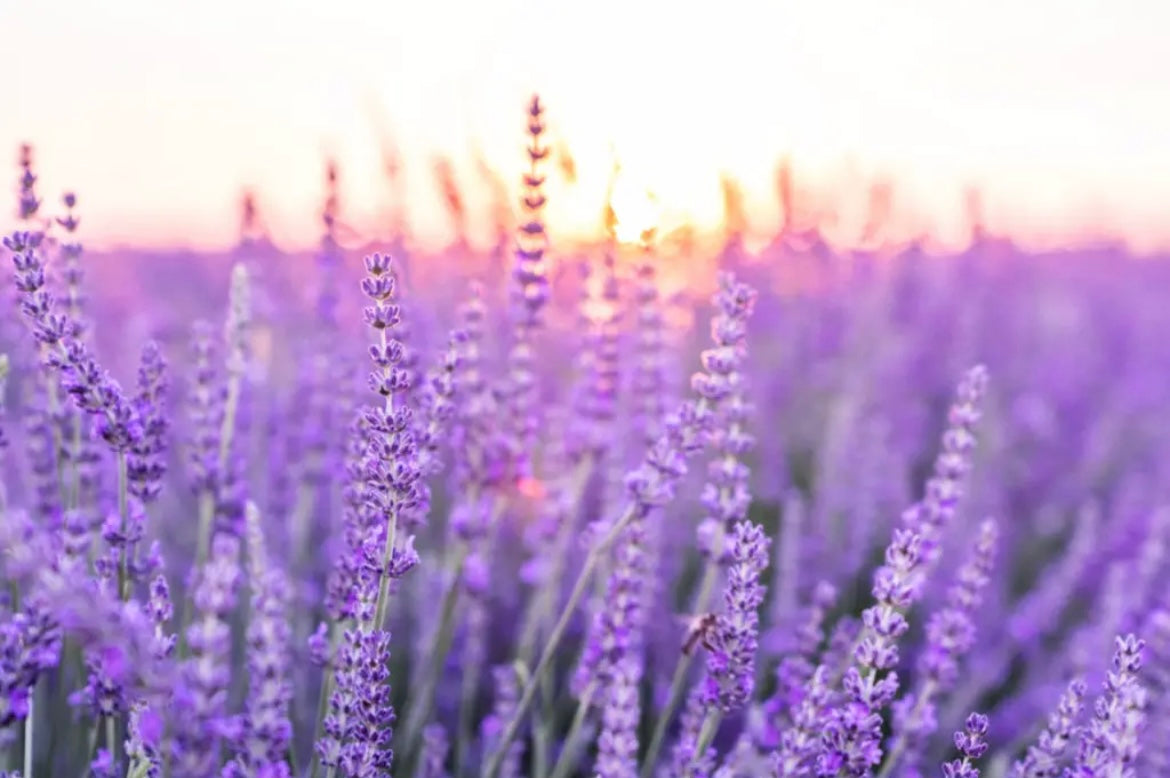 French Lavender