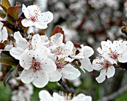 Sugarplum Blossom