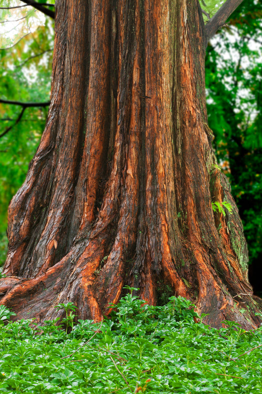 Hardwood Musk