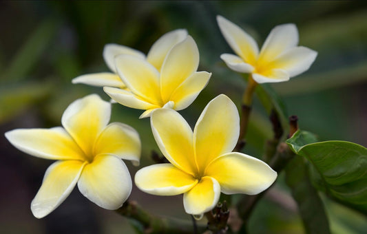 Plumeria